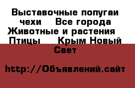 Выставочные попугаи чехи  - Все города Животные и растения » Птицы   . Крым,Новый Свет